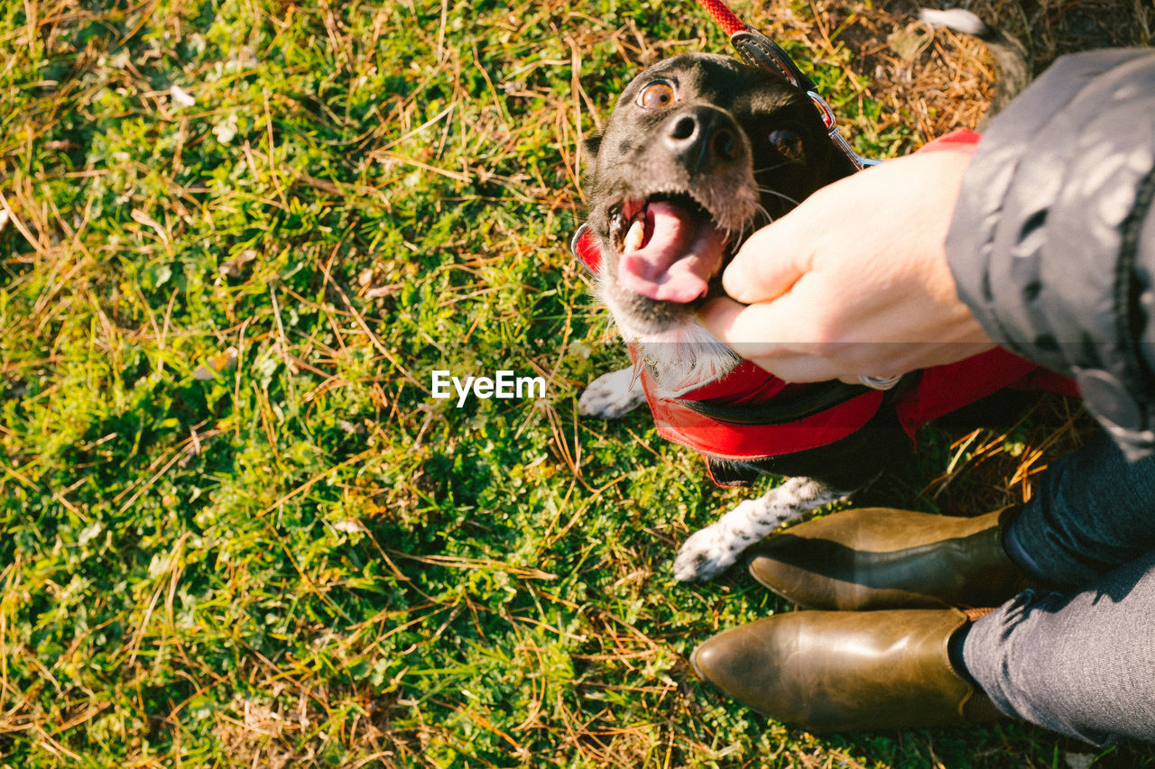 Low section of woman standing by dog on grass at park