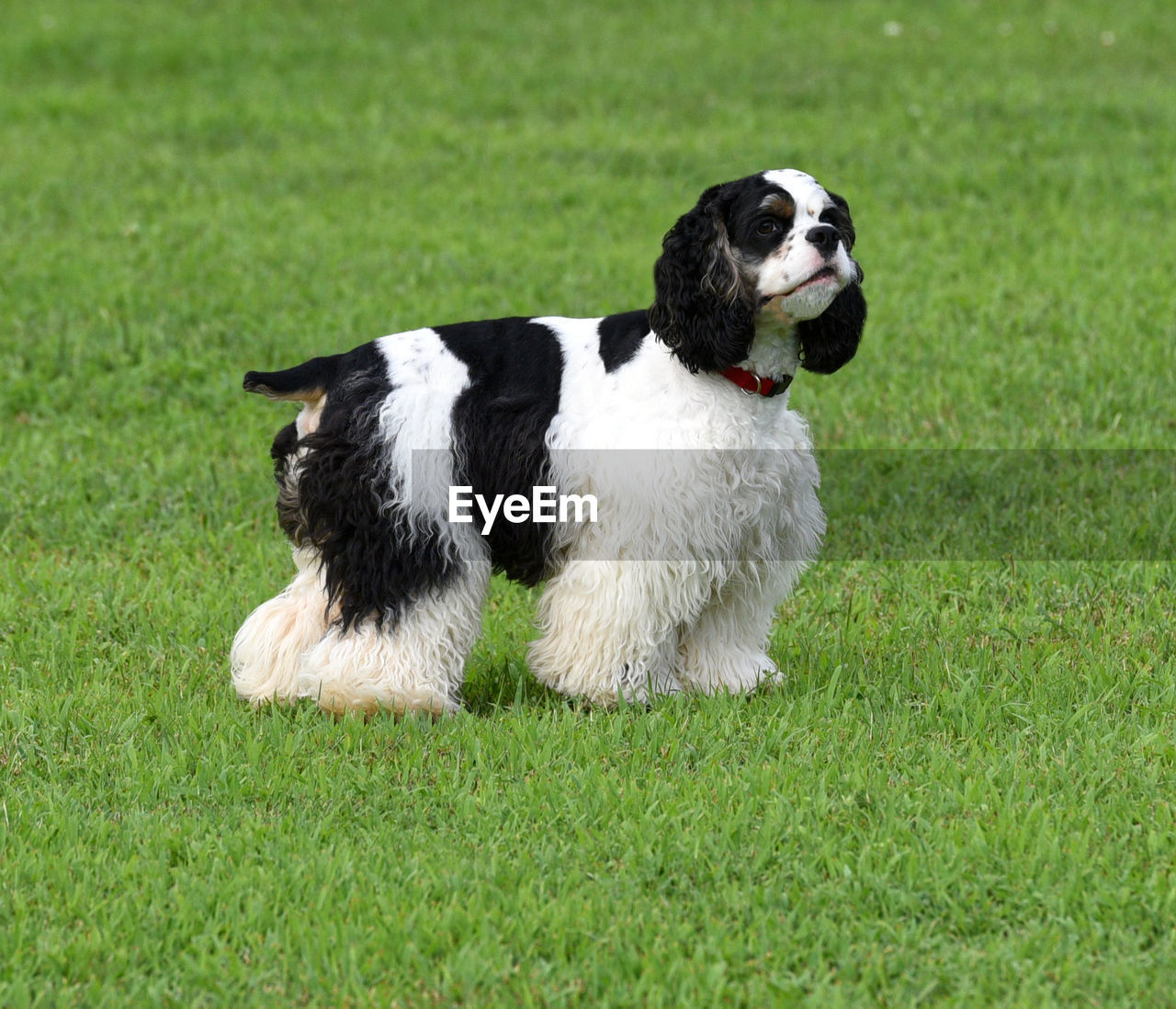 WHITE DOG SITTING ON GRASS