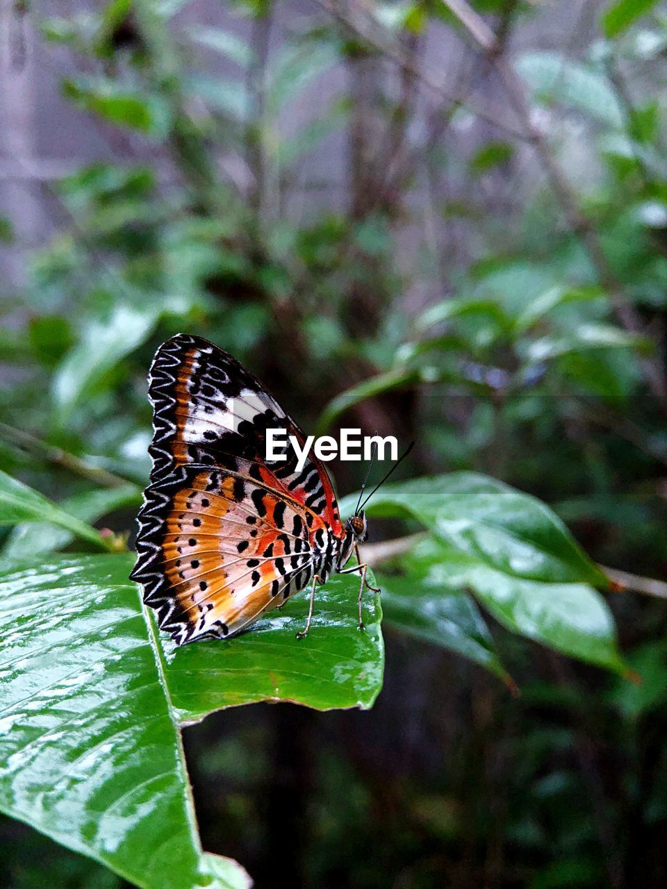 BUTTERFLY ON A LEAF