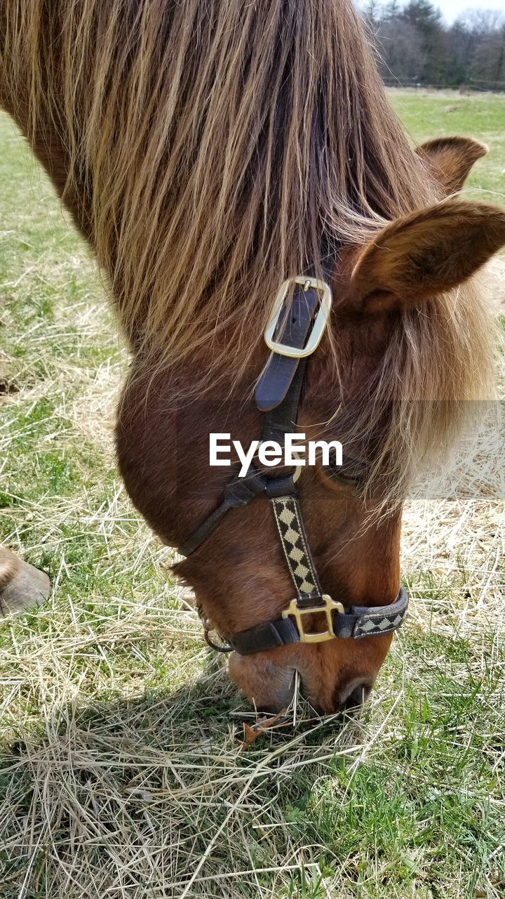 CLOSE-UP OF A HORSE