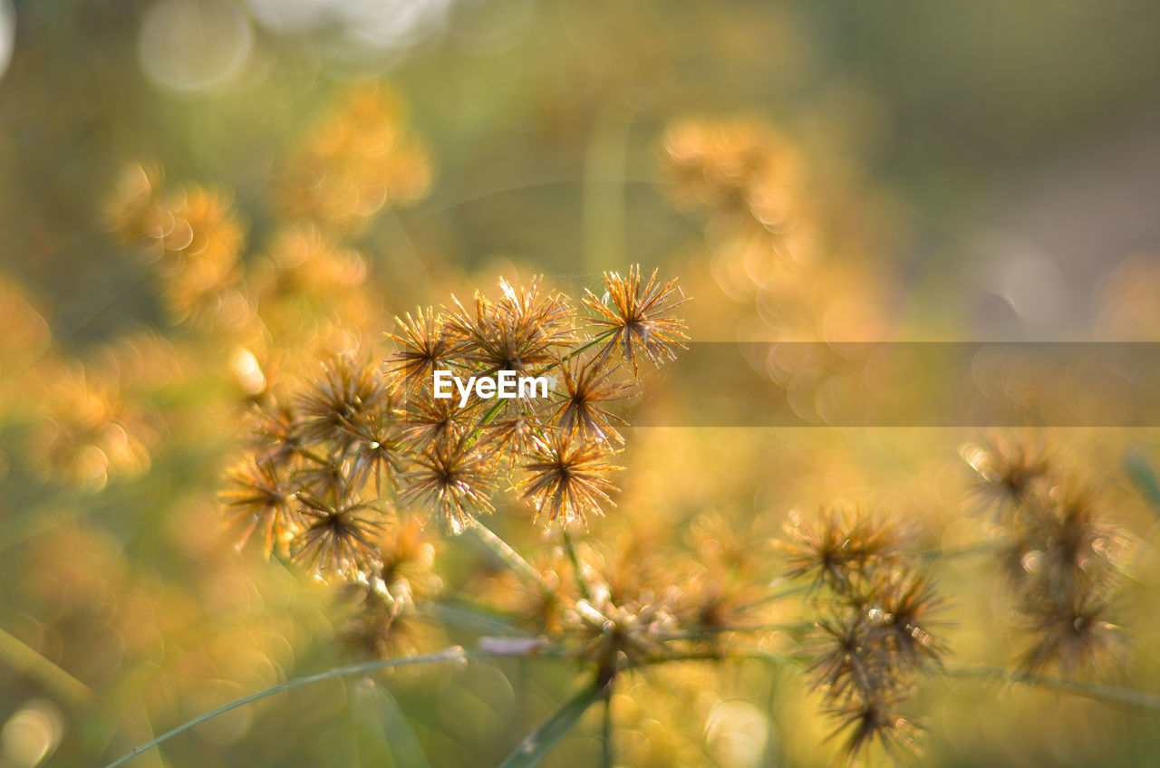 Close-up of flowering plants on land