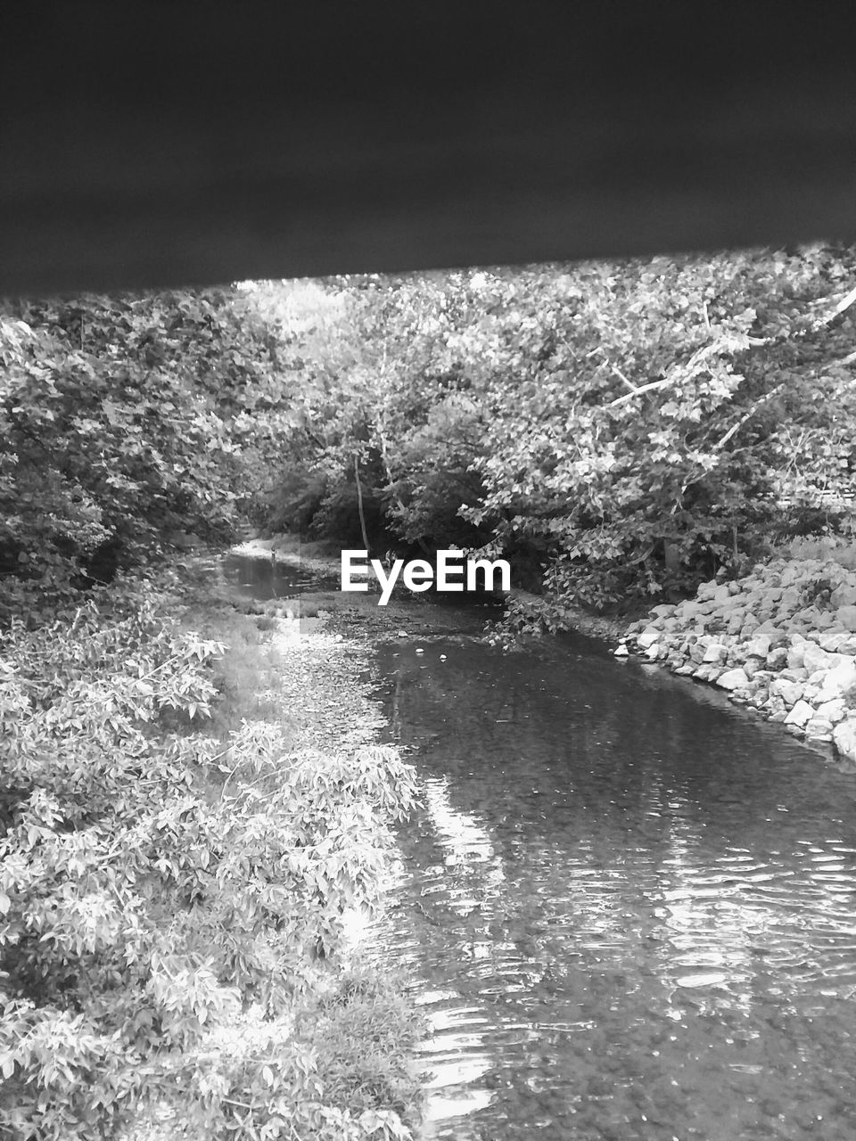 SCENIC VIEW OF RIVER IN FOREST