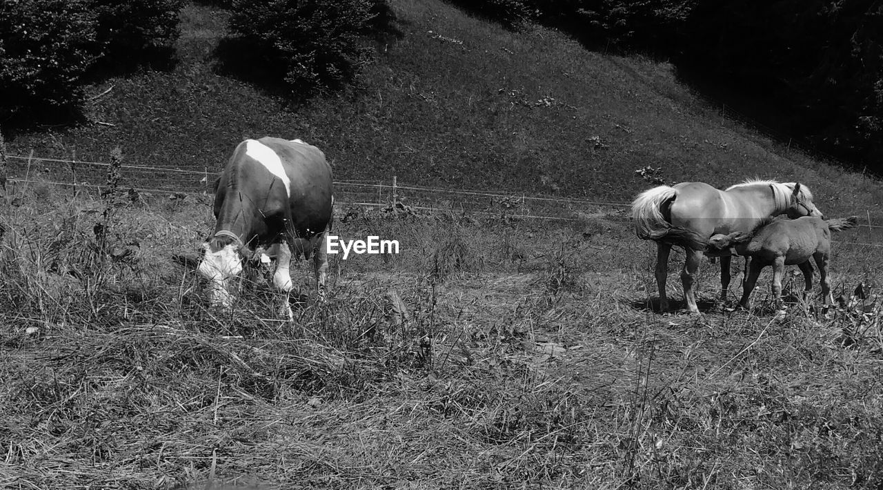 Cow and horses standing on grassy field