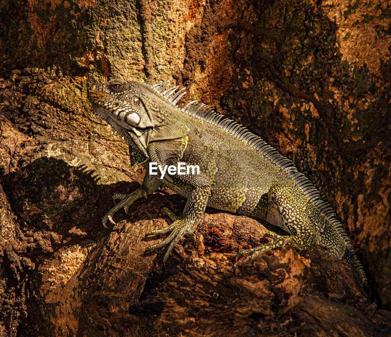 Iguana climbs a tree in southern colombia