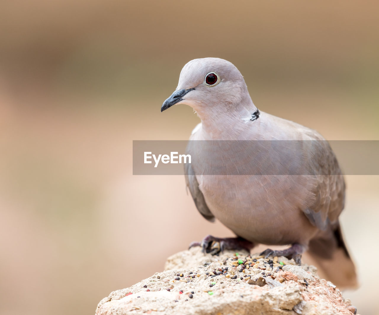 CLOSE-UP OF BIRD PERCHING ON ROCK AGAINST BLURRED BACKGROUND
