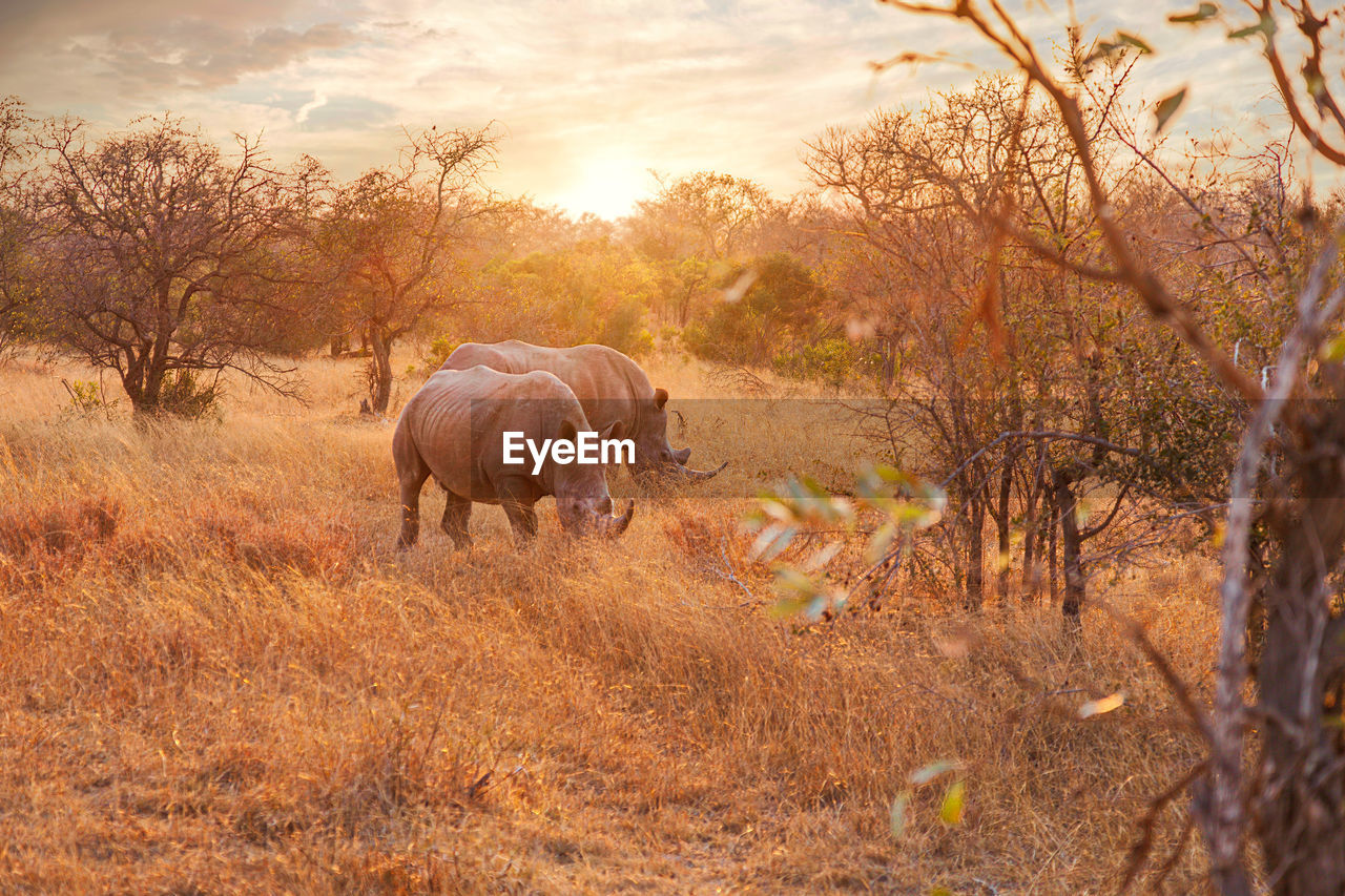 Pair of endangered black rhinos standing close together