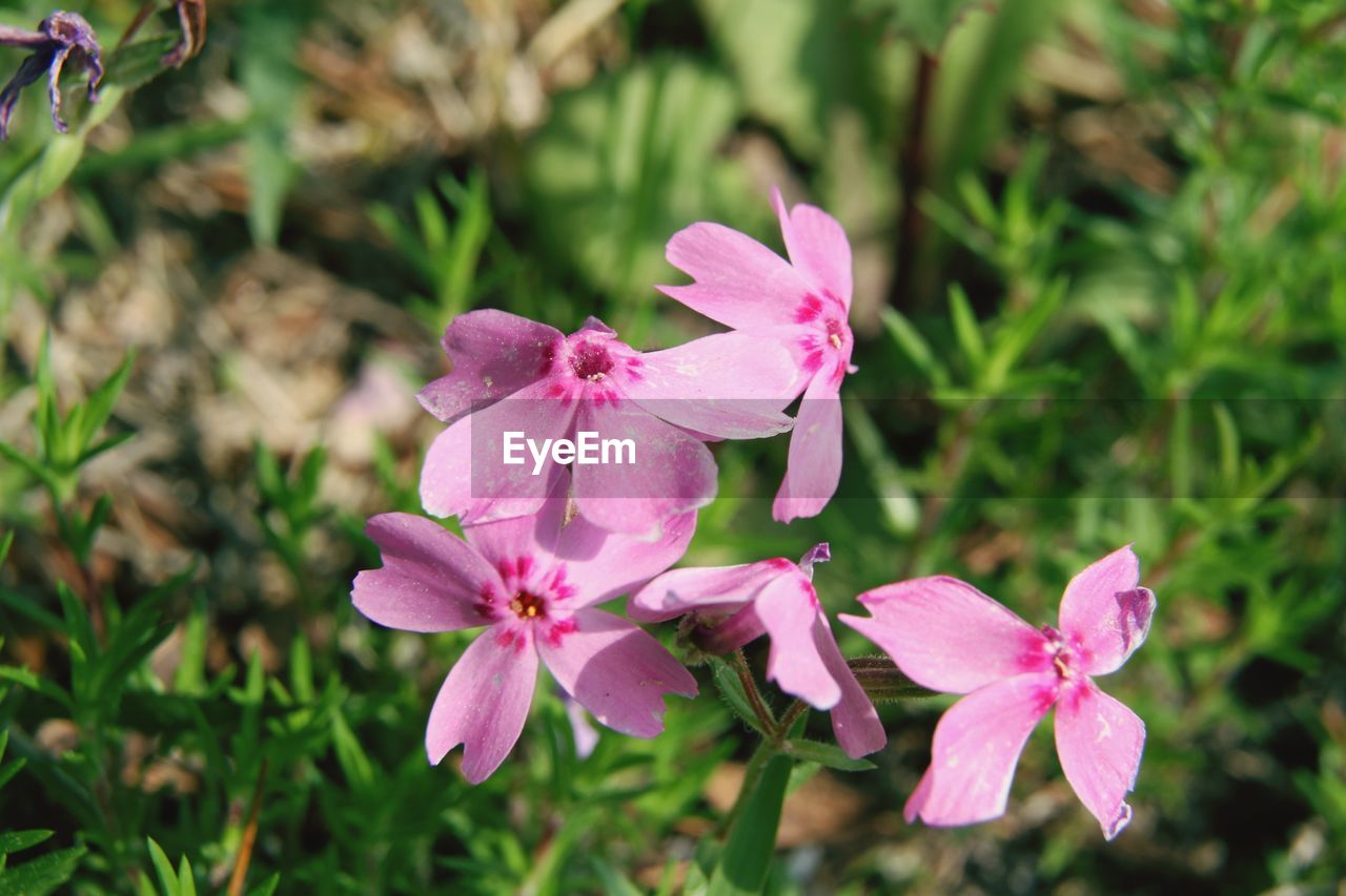 CLOSE-UP OF PINK FLOWERING PLANTS ON LAND