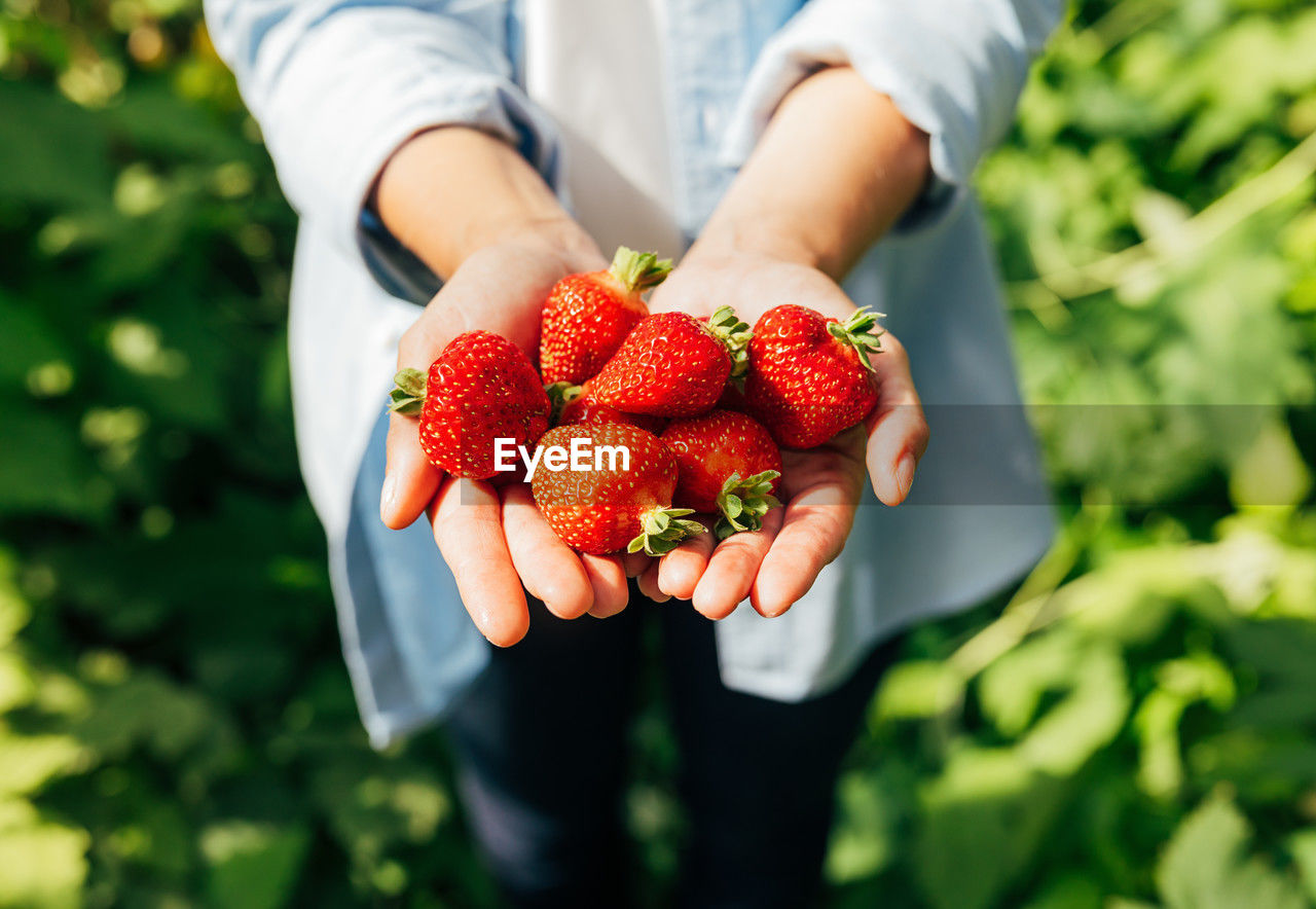 cropped hand of woman holding strawberries