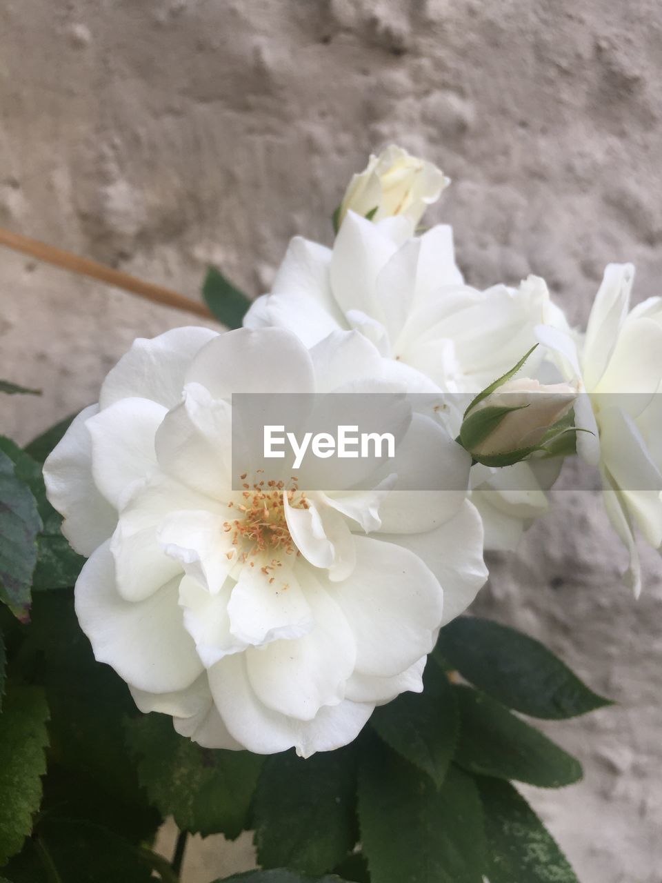 CLOSE-UP OF WHITE FLOWERS OUTDOORS