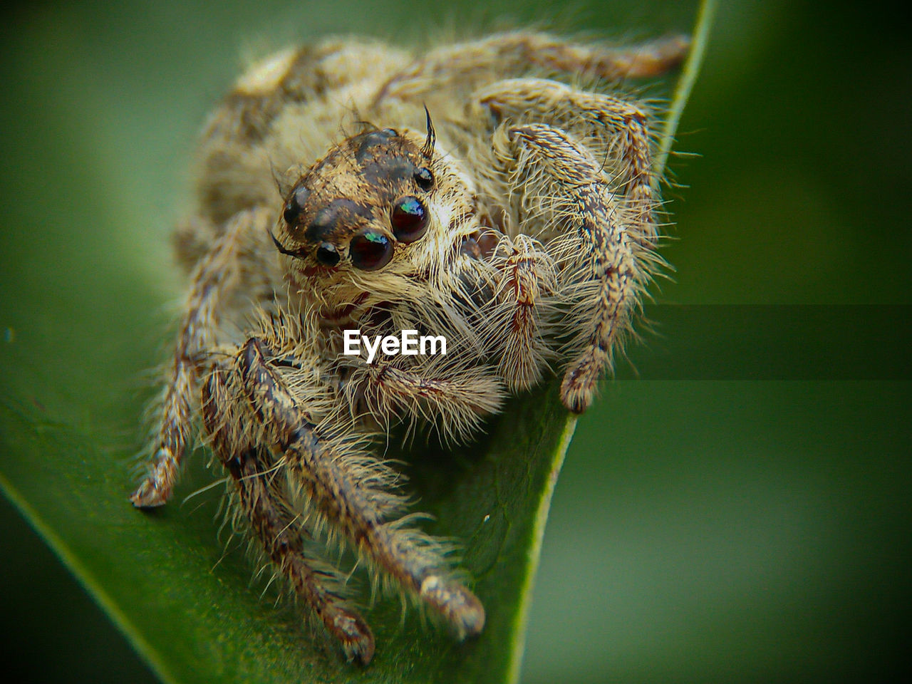 Close-up of jumping spider