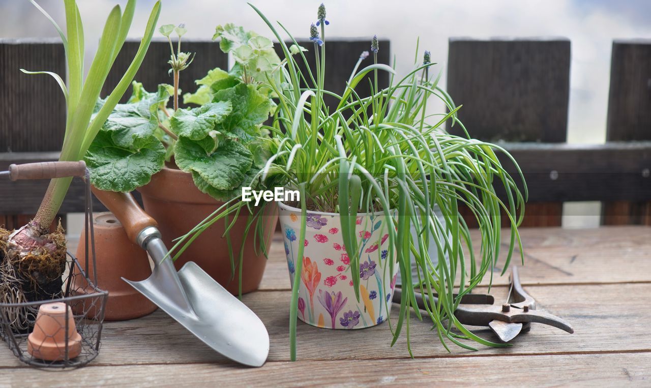 Flower pot and plant with shovel on wooden table in balcony in front of wooden bodyguard