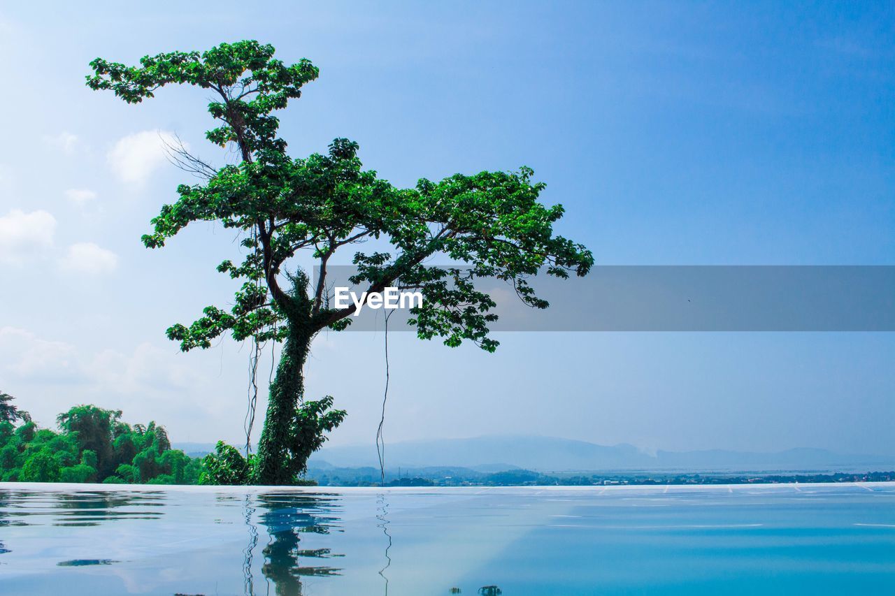 Tree by sea against blue sky