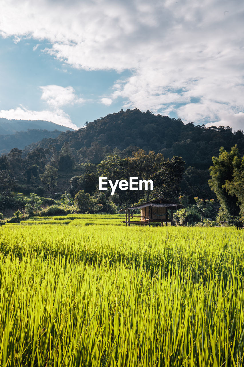 SCENIC VIEW OF FARM FIELD AGAINST SKY
