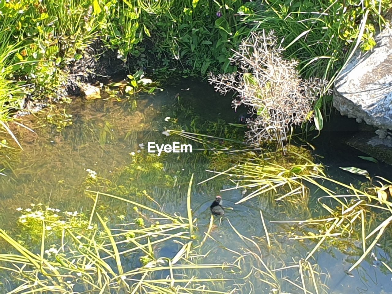 HIGH ANGLE VIEW OF BIRD ON LAKE