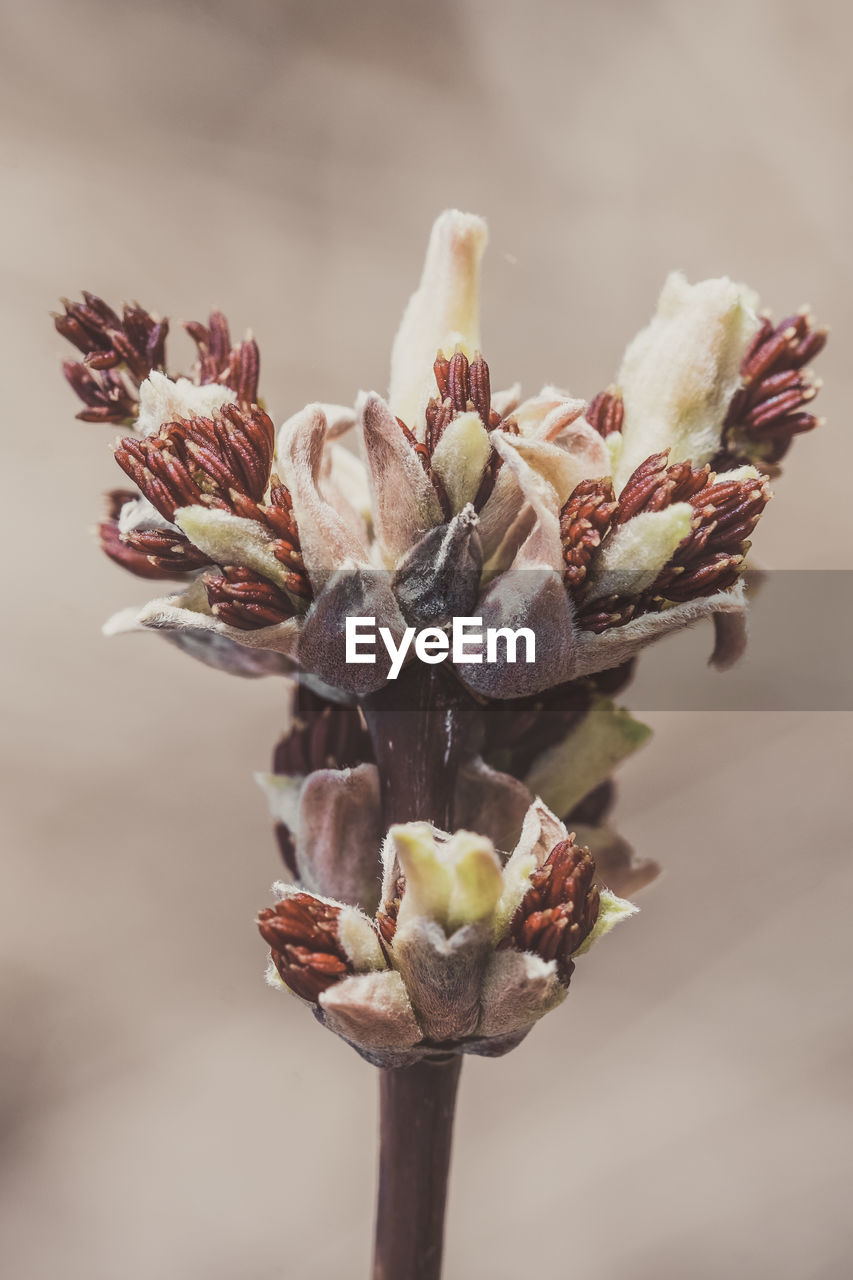 CLOSE-UP OF WILTED FLOWERS ON PLANT