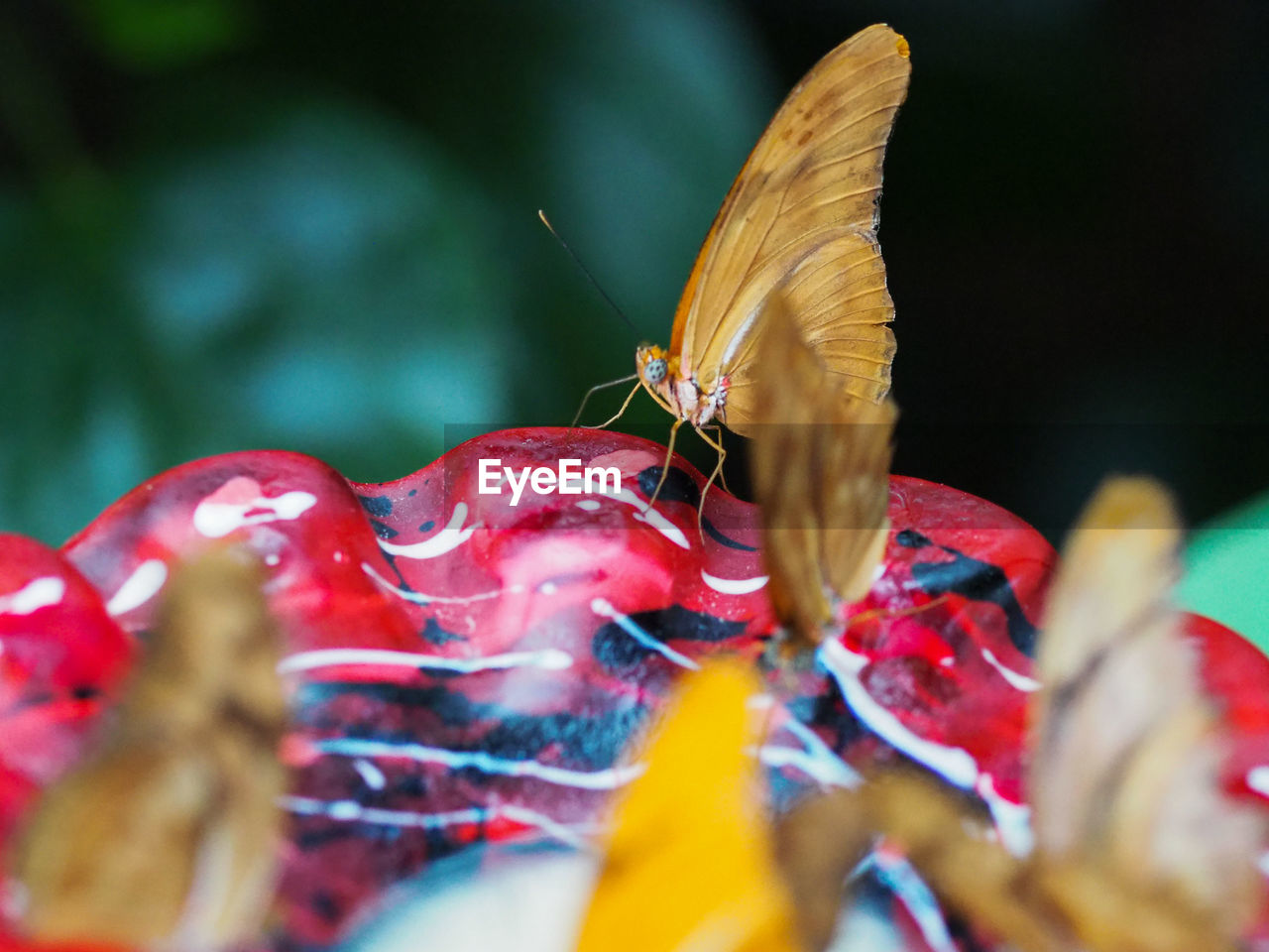 CLOSE-UP OF BUTTERFLY ON RED CHILI