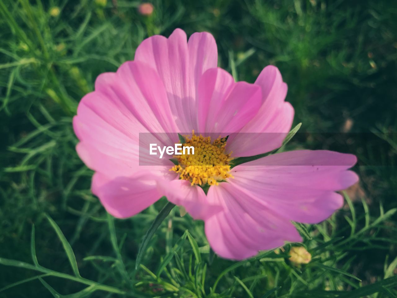 CLOSE-UP OF COSMOS FLOWER BLOOMING ON FIELD
