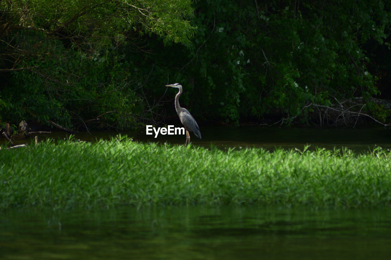 VIEW OF A BIRD PERCHING ON WATER