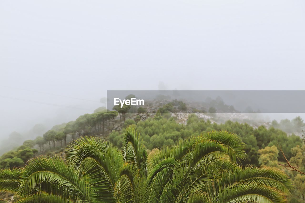 SCENIC VIEW OF TREES AND PLANTS AGAINST SKY