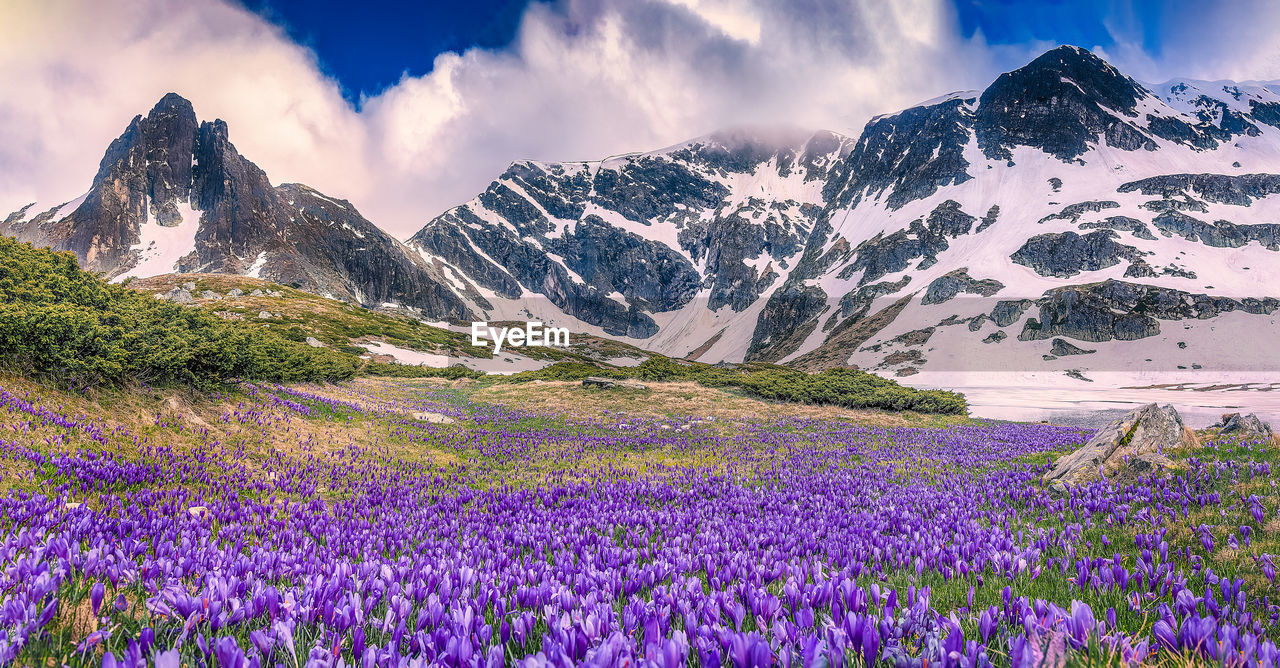 Snow-capped mountain peaks and spring crocuses