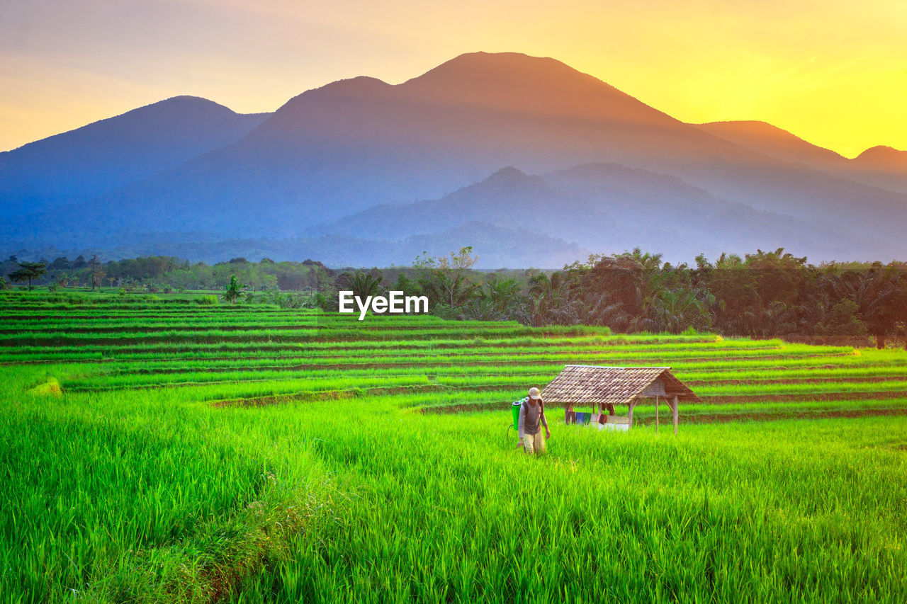 A farmer who is working in a rice field area in a small village in the morning