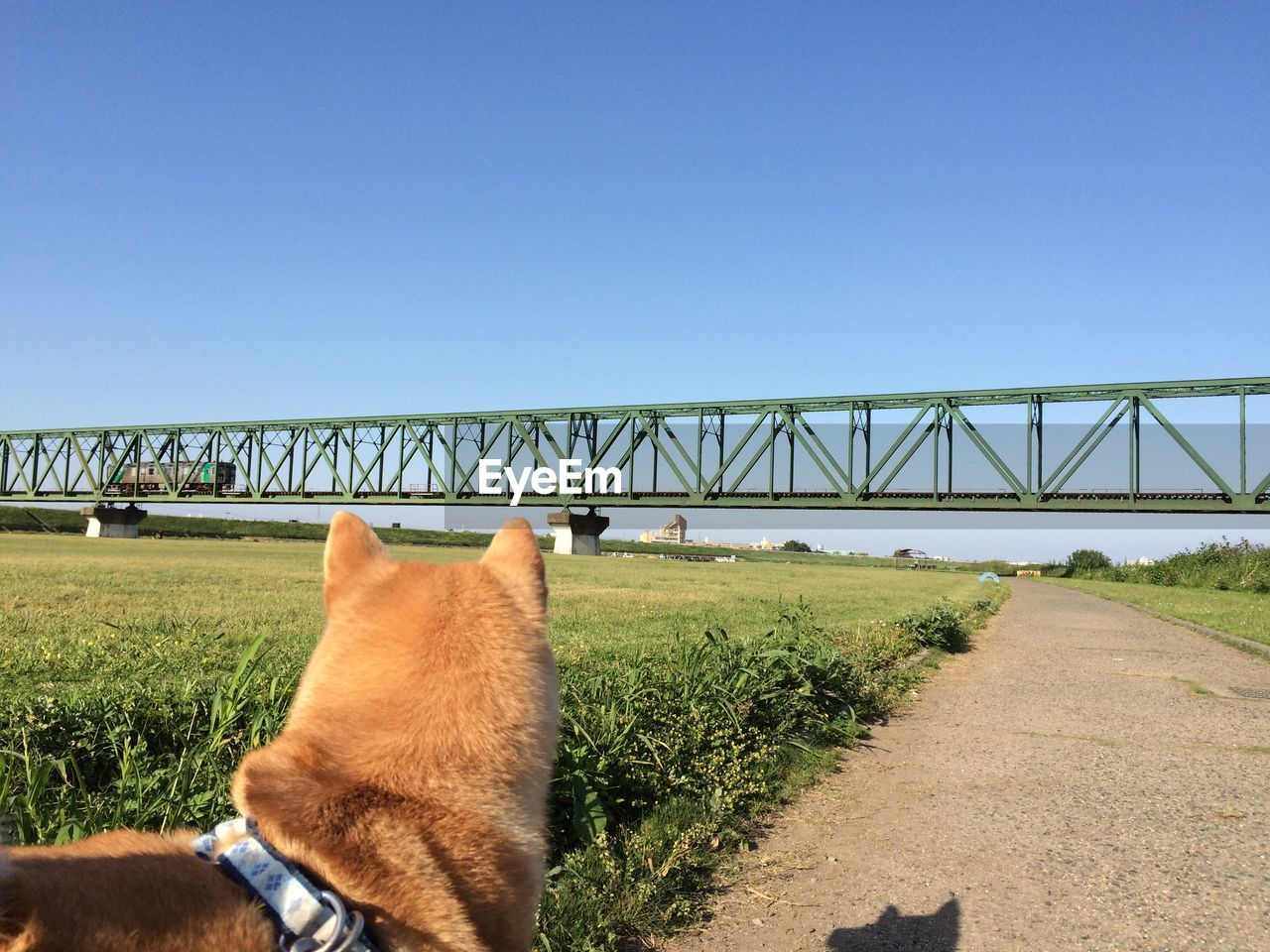 Close-up of dog with bridge in background