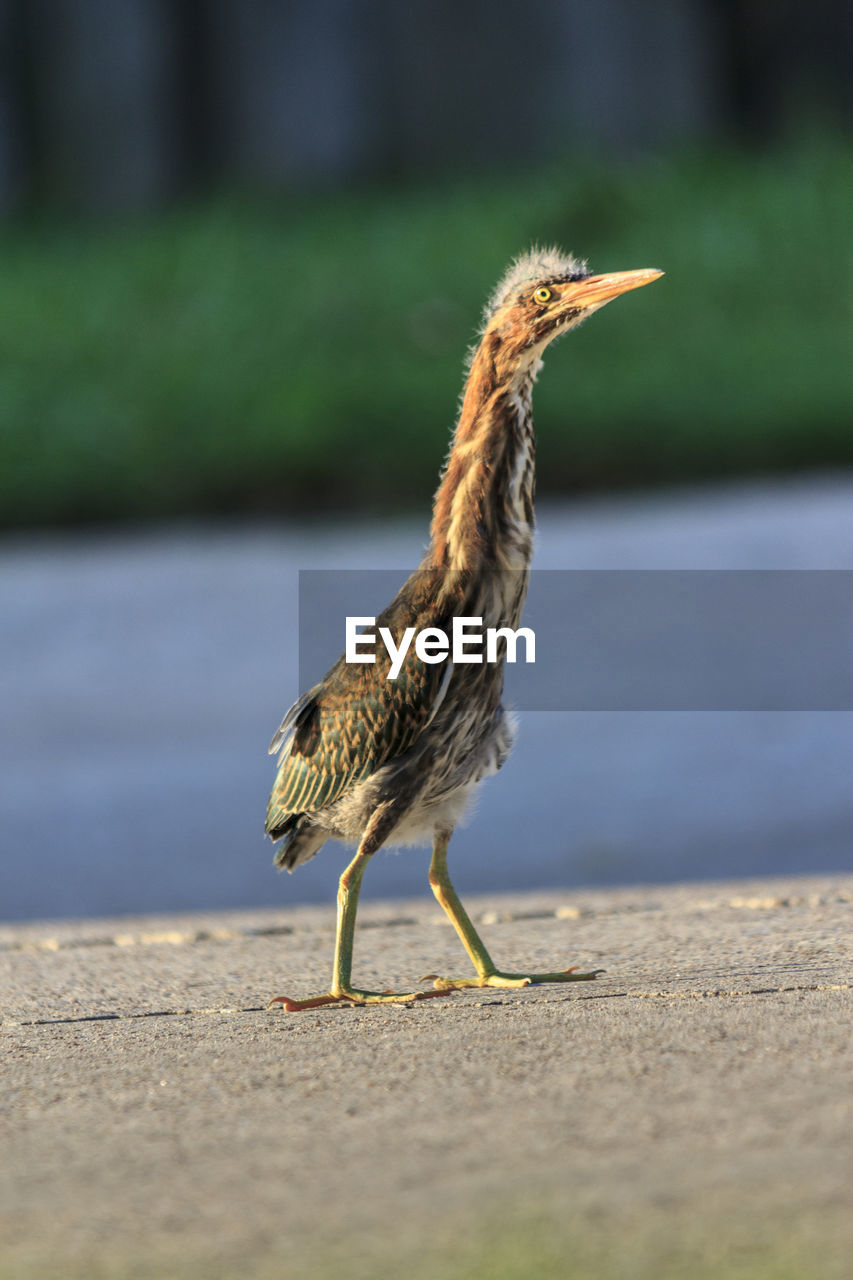 SIDE VIEW OF A BIRD ON A LAND