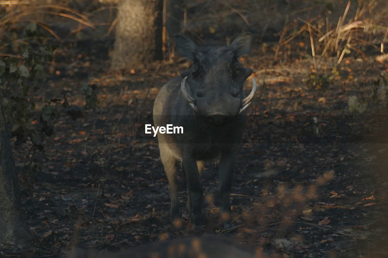 PORTRAIT OF DEER IN FOREST