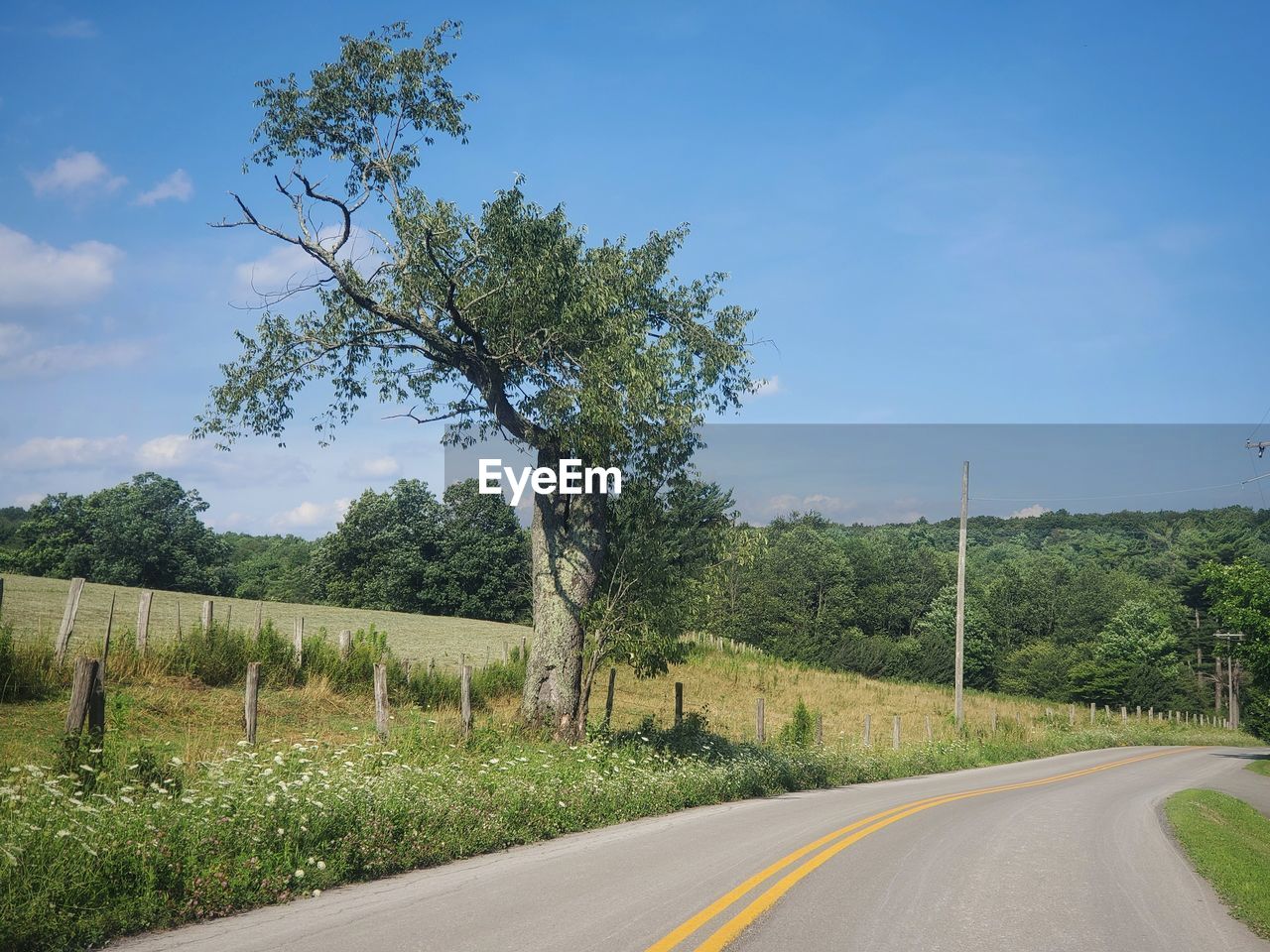 Road beside single  tree against sky