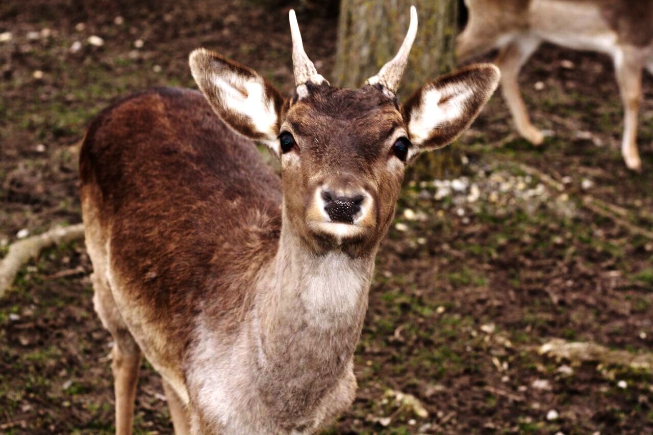 Portrait of deer in forest