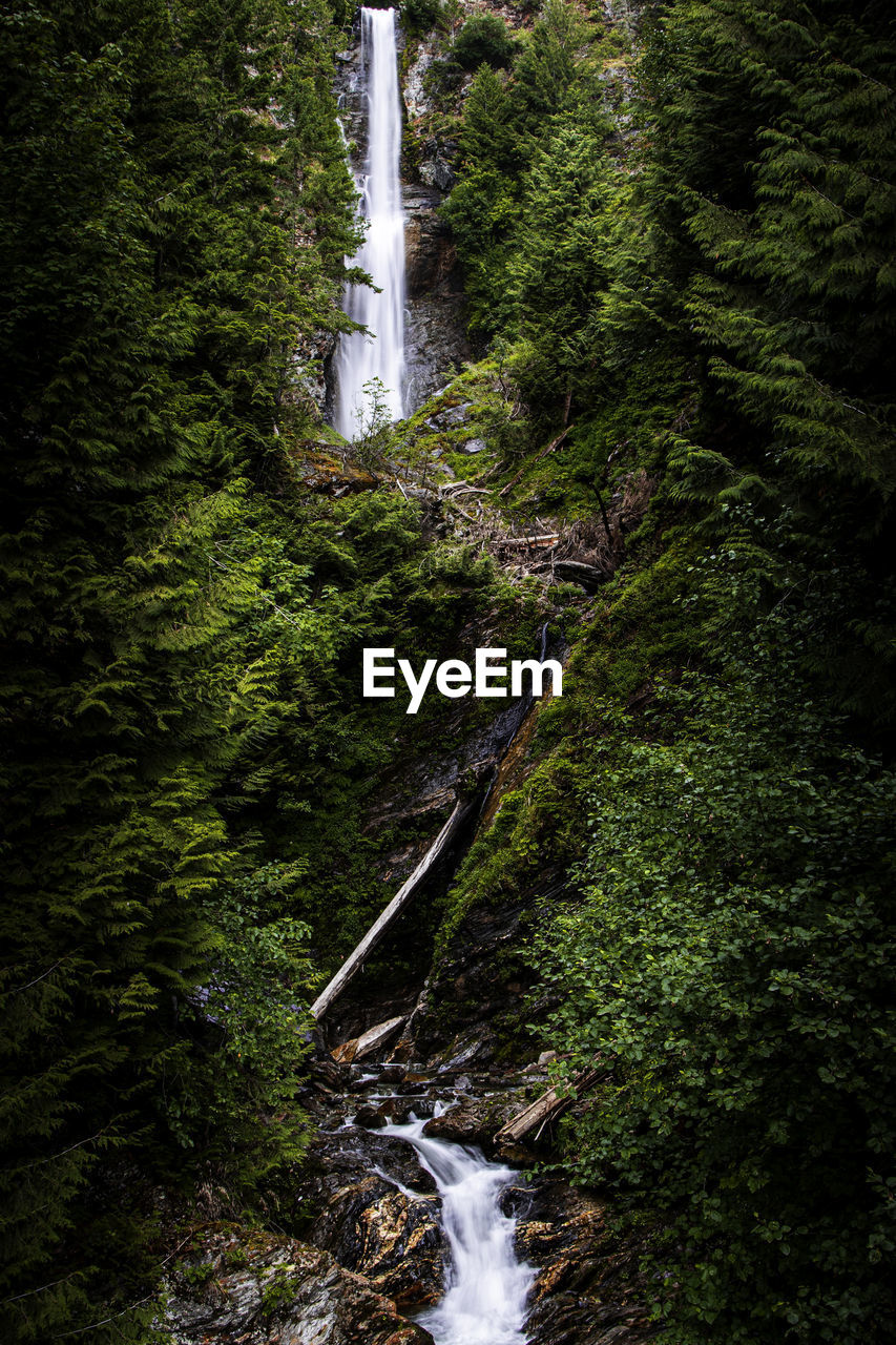 Serene long waterfall in lush green forest