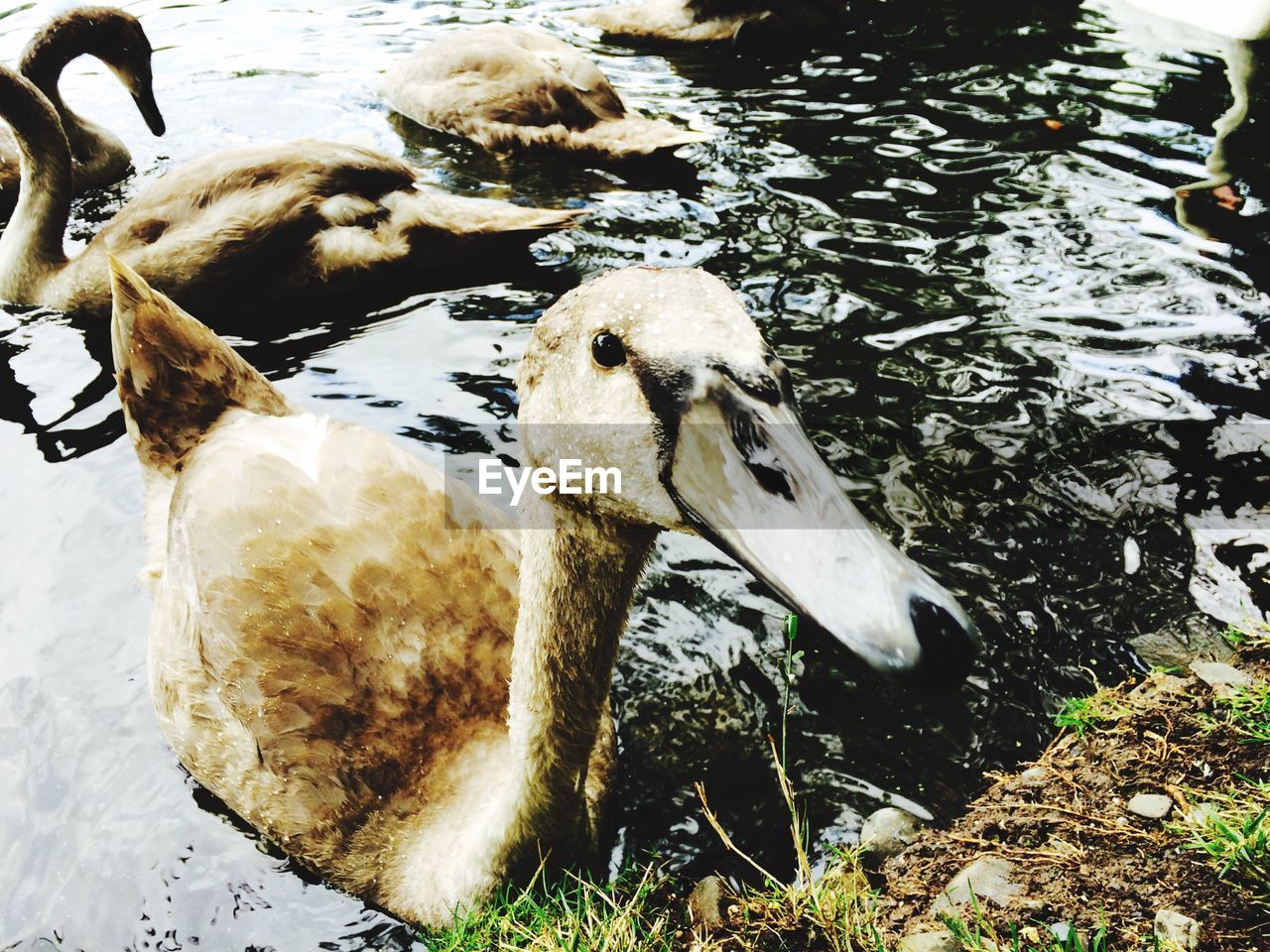 Close-up of duck swimming on lake