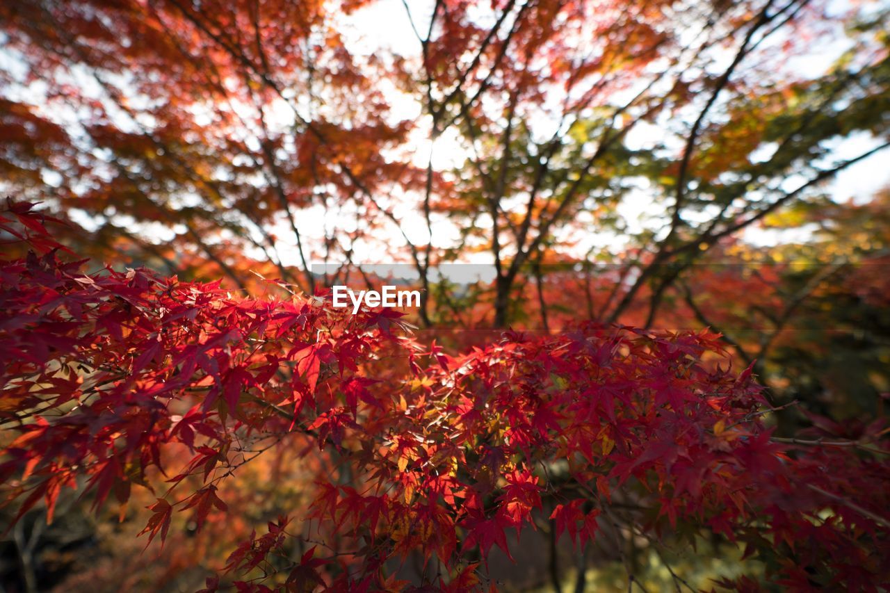 Low angle view of maple tree