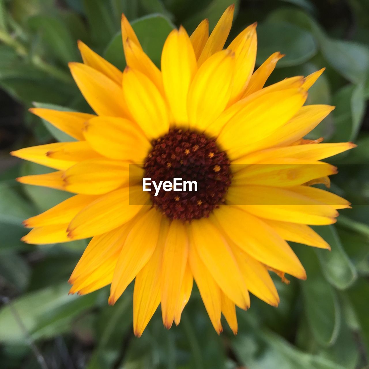 CLOSE-UP OF YELLOW FLOWERS