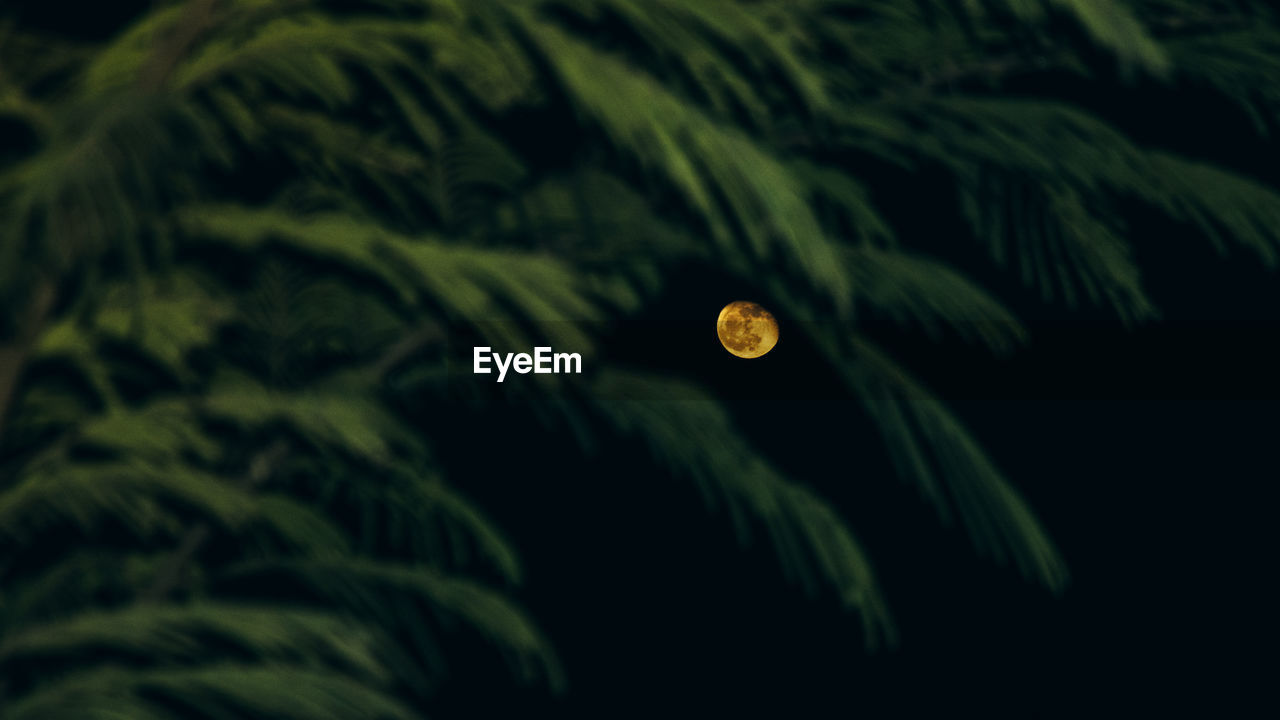 Close-up of wet leaf against sky at night