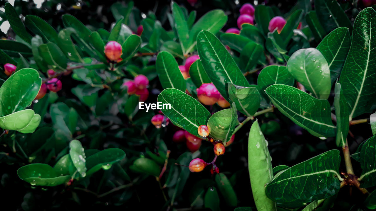 CLOSE-UP OF RED FLOWERING PLANTS ON LAND