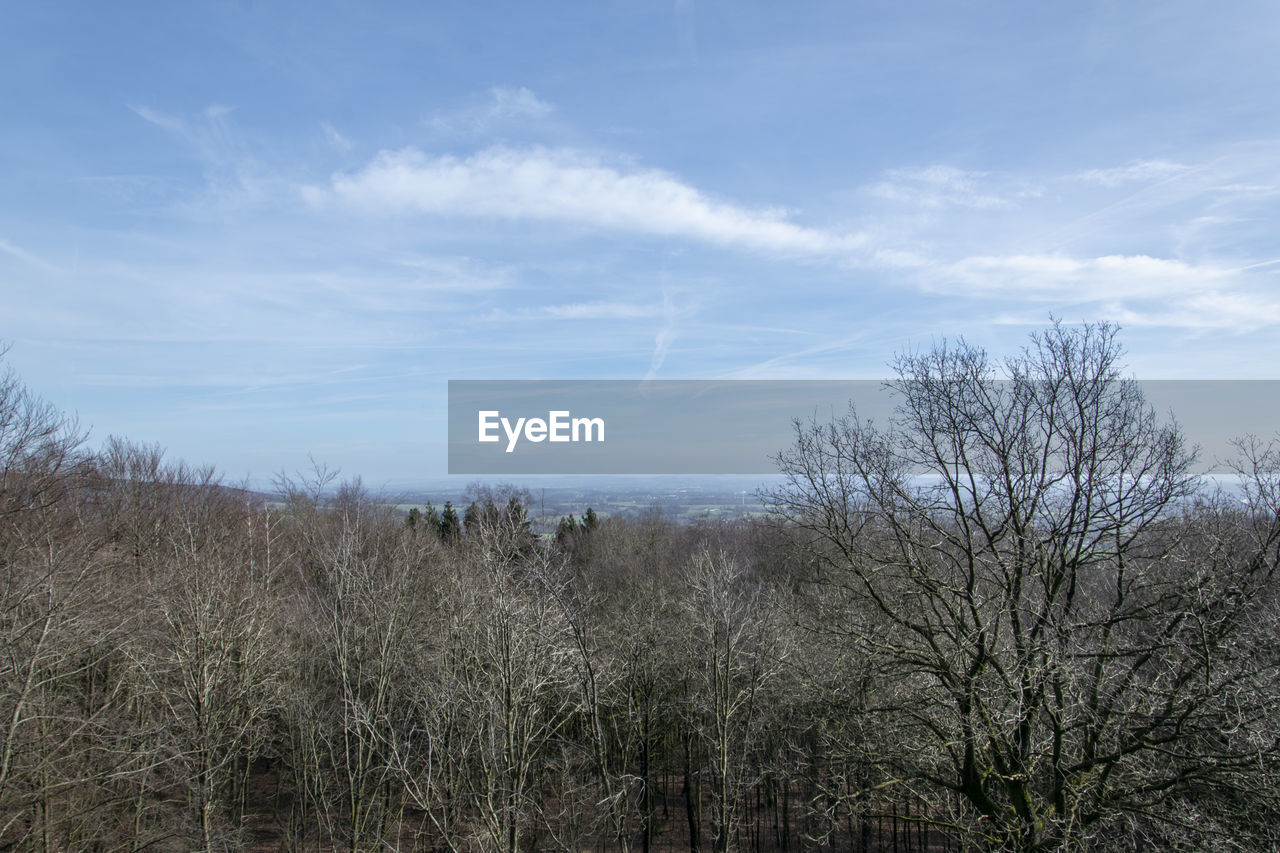 VIEW OF BARE TREES AGAINST SKY