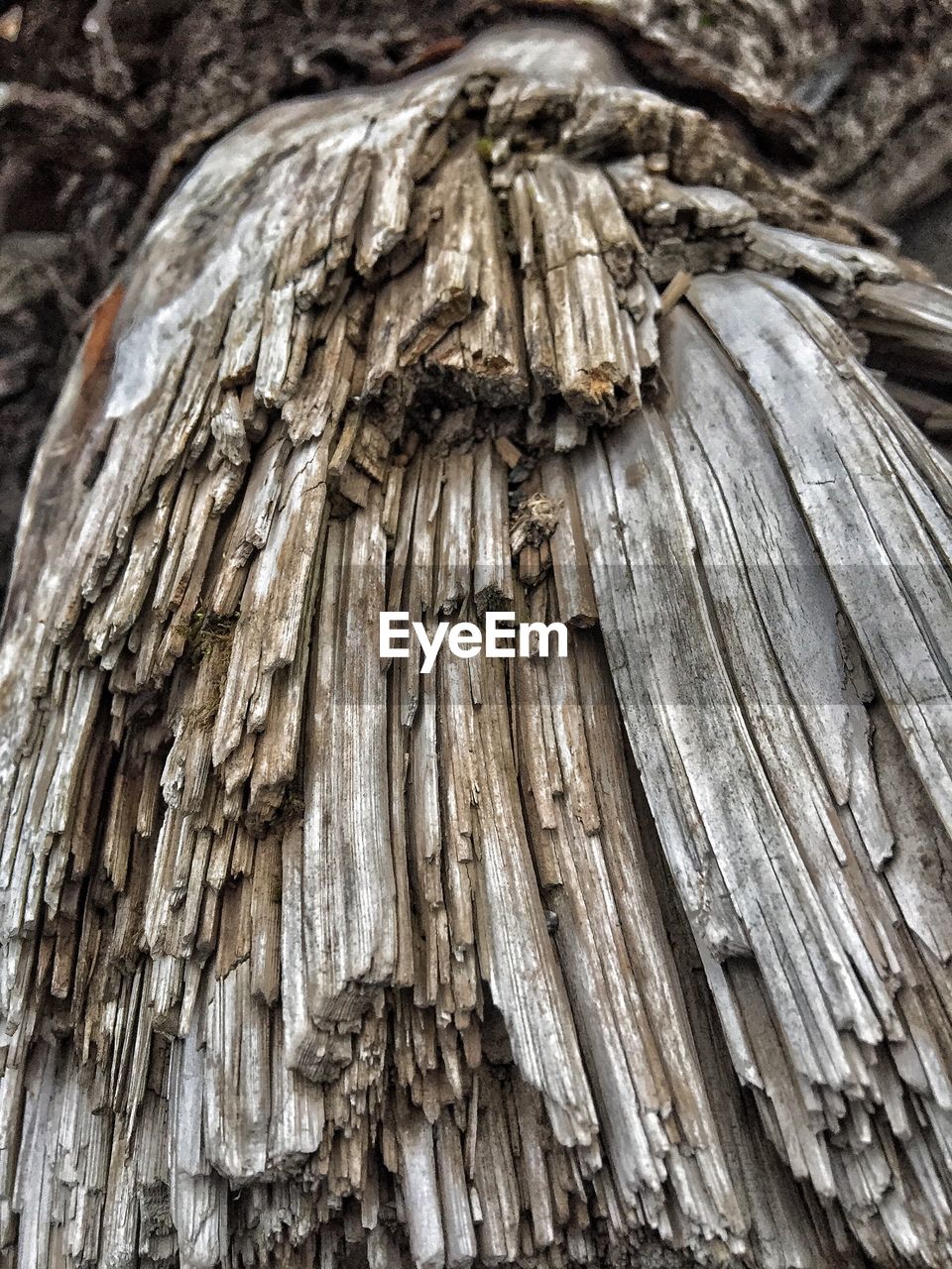 FULL FRAME OF TREE TRUNK