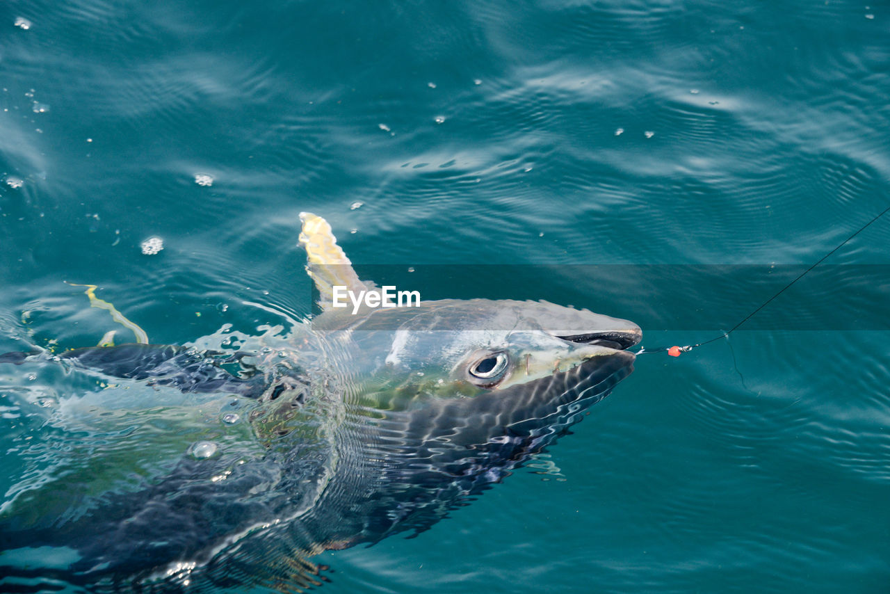 CLOSE-UP OF FISHES SWIMMING IN SEA