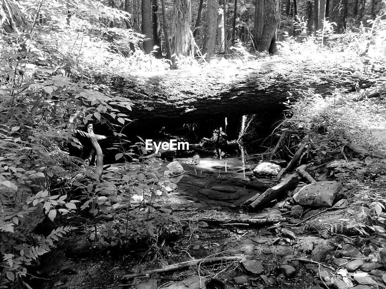 Surface level of plants with tree trunks in forest