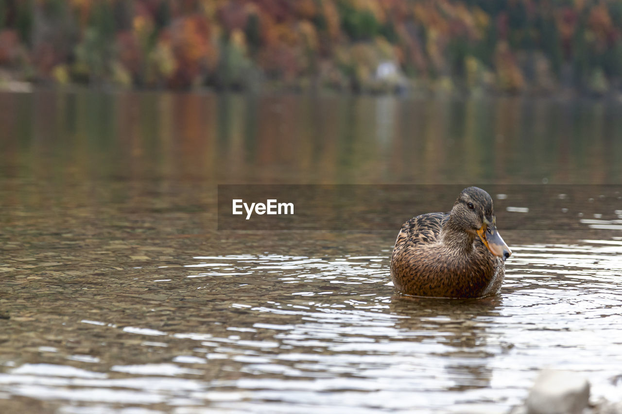 DUCK SWIMMING ON LAKE