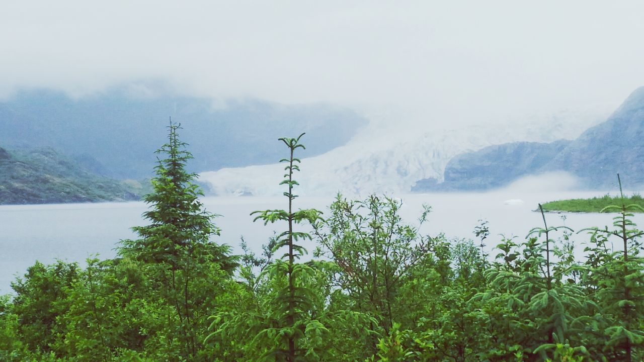 SCENIC VIEW OF TREE MOUNTAIN AGAINST SKY IN FOGGY WEATHER