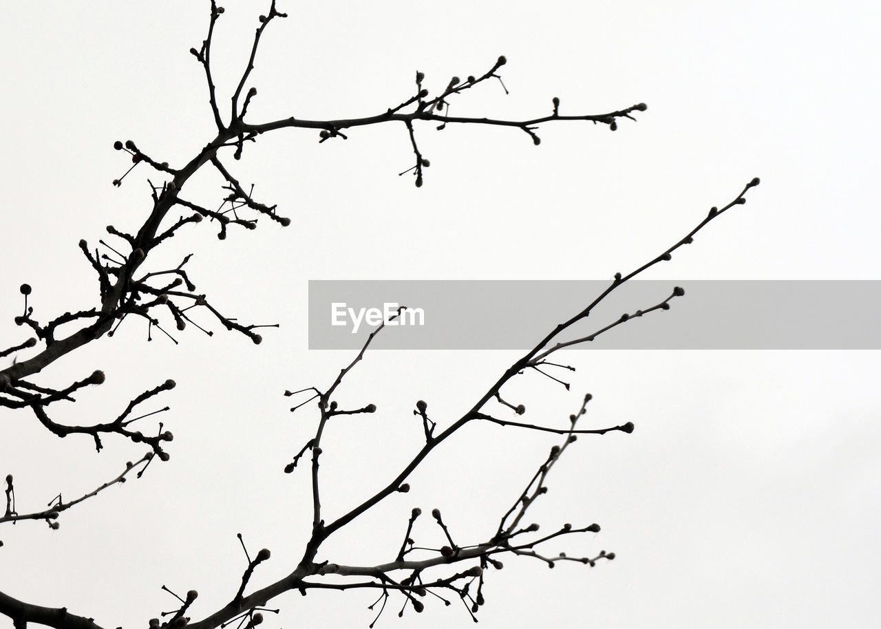 LOW ANGLE VIEW OF SILHOUETTE TREE AGAINST SKY