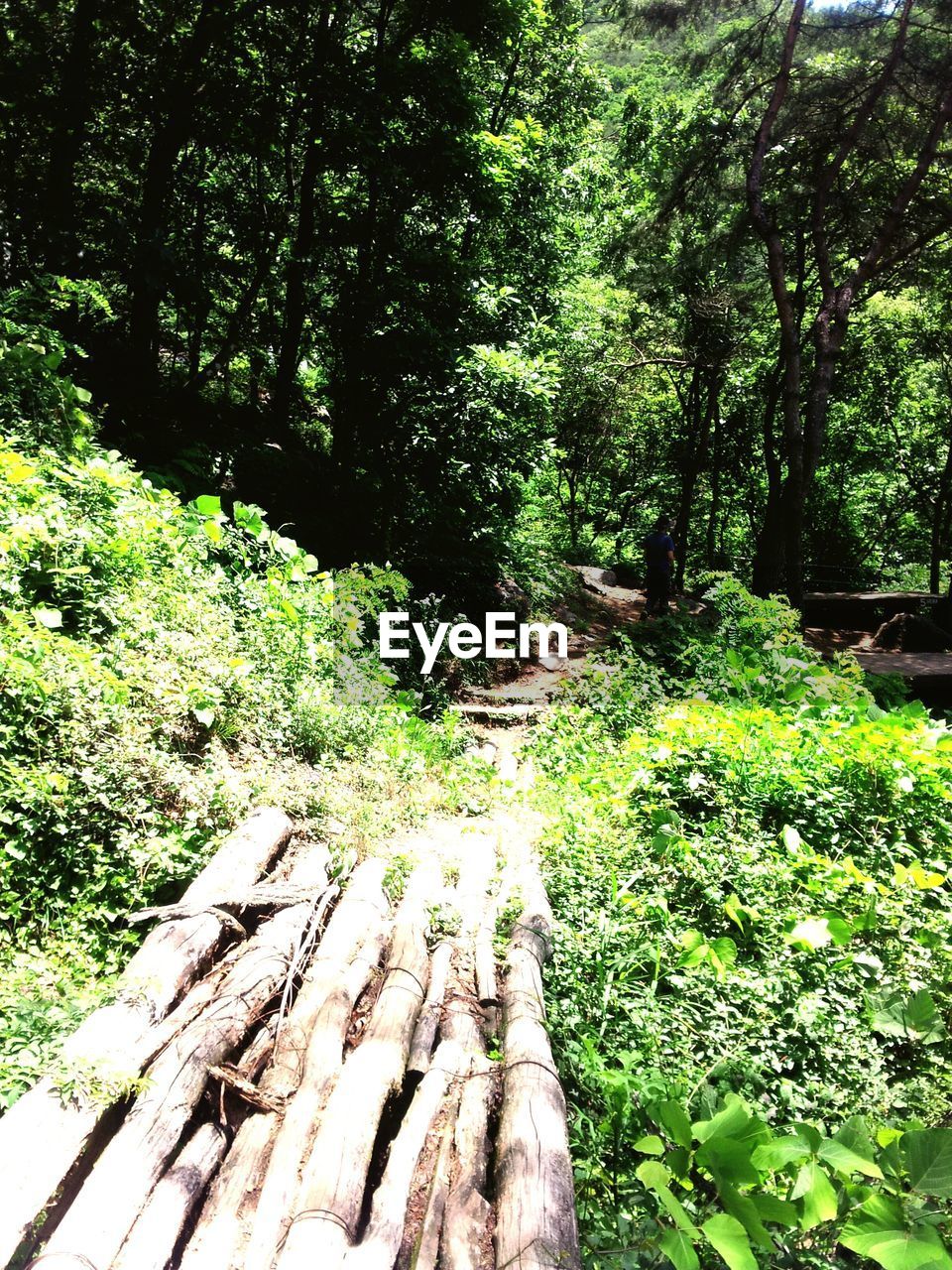 Pathway amidst trees in forest