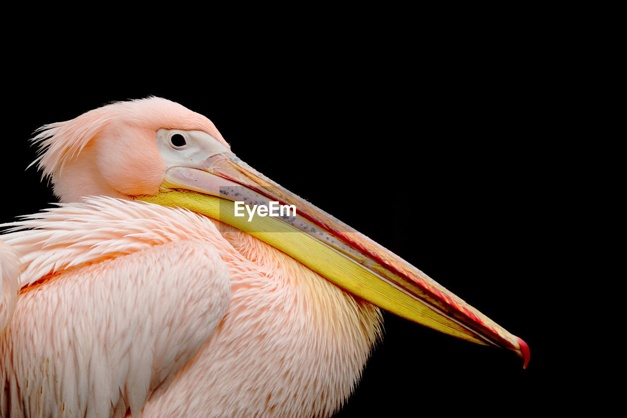 Profile view of pelican against black background