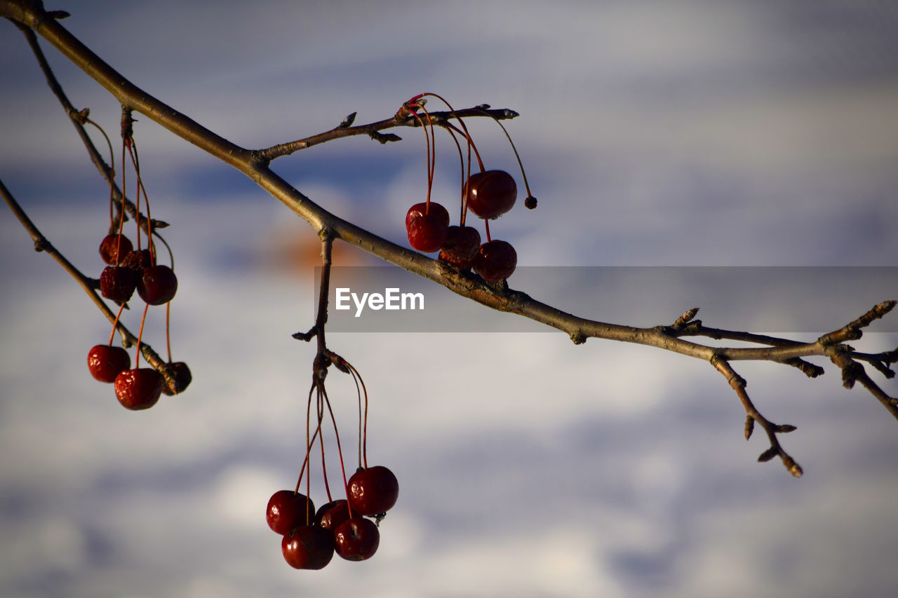 Close-up of red berries on branch