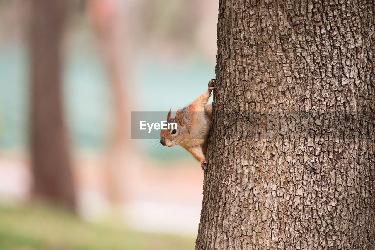 Close-up of eurasian red squirrel on tree trunk