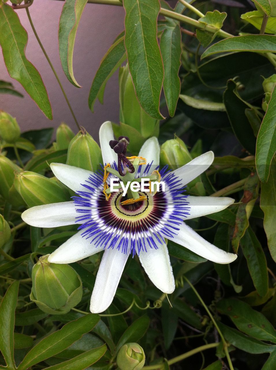 HIGH ANGLE VIEW OF PURPLE FLOWERS