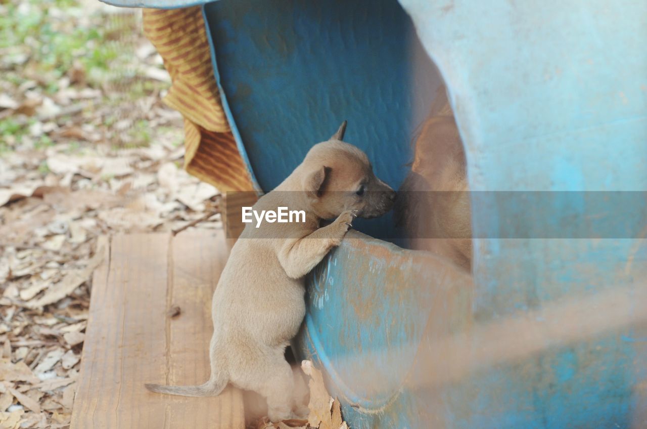 Close-up of puppy climbing into obsolete plastic drum on field