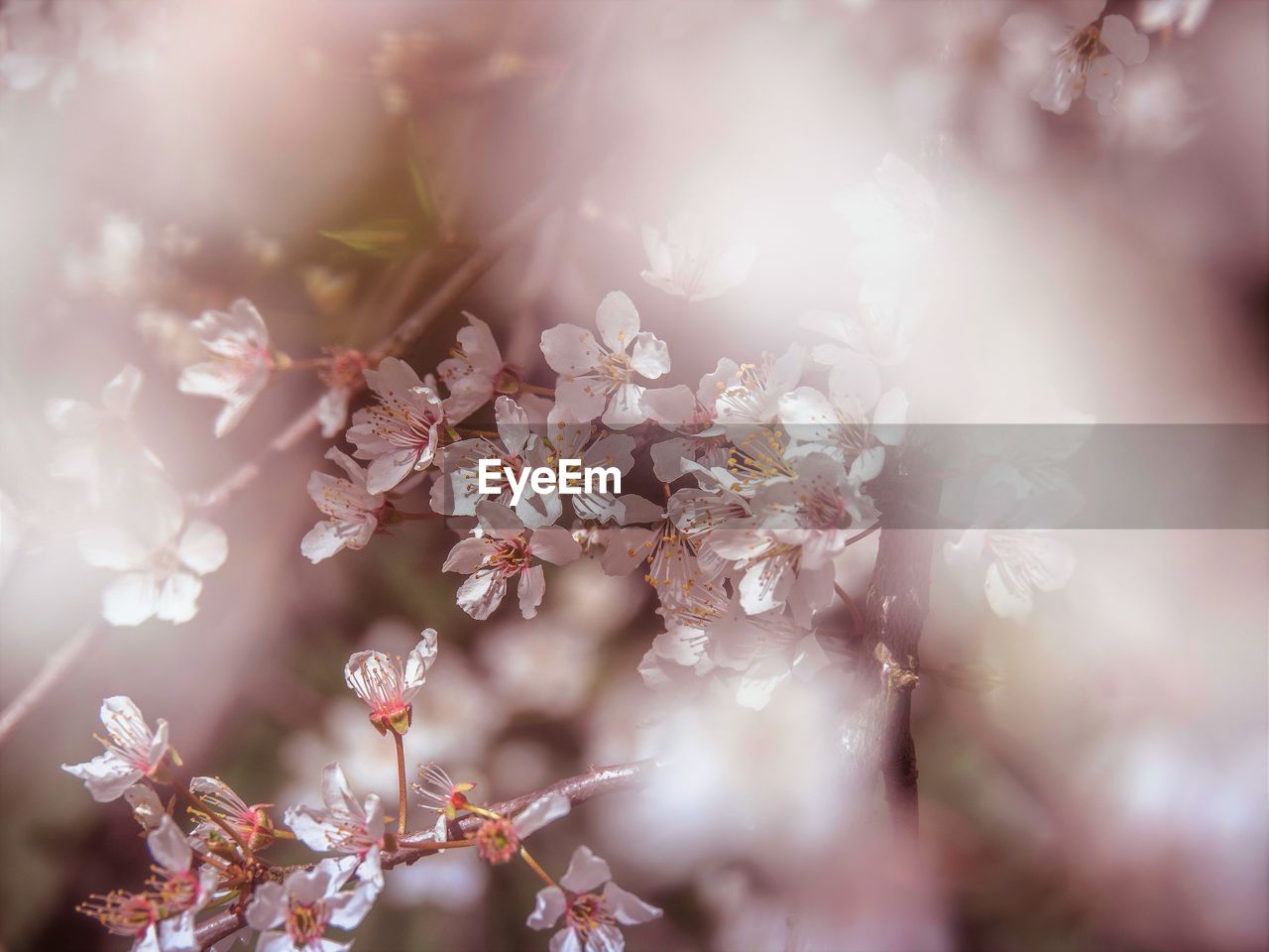 CLOSE-UP OF PINK CHERRY BLOSSOMS